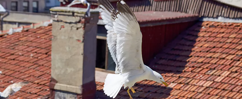 Residential Chimney Animal Removal Solution in Highland, CA