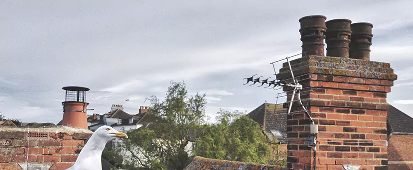 Chimney Cleaning And Restoration in Highland, California